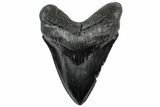 Serrated, Fossil Megalodon Tooth - South Carolina #307433-1